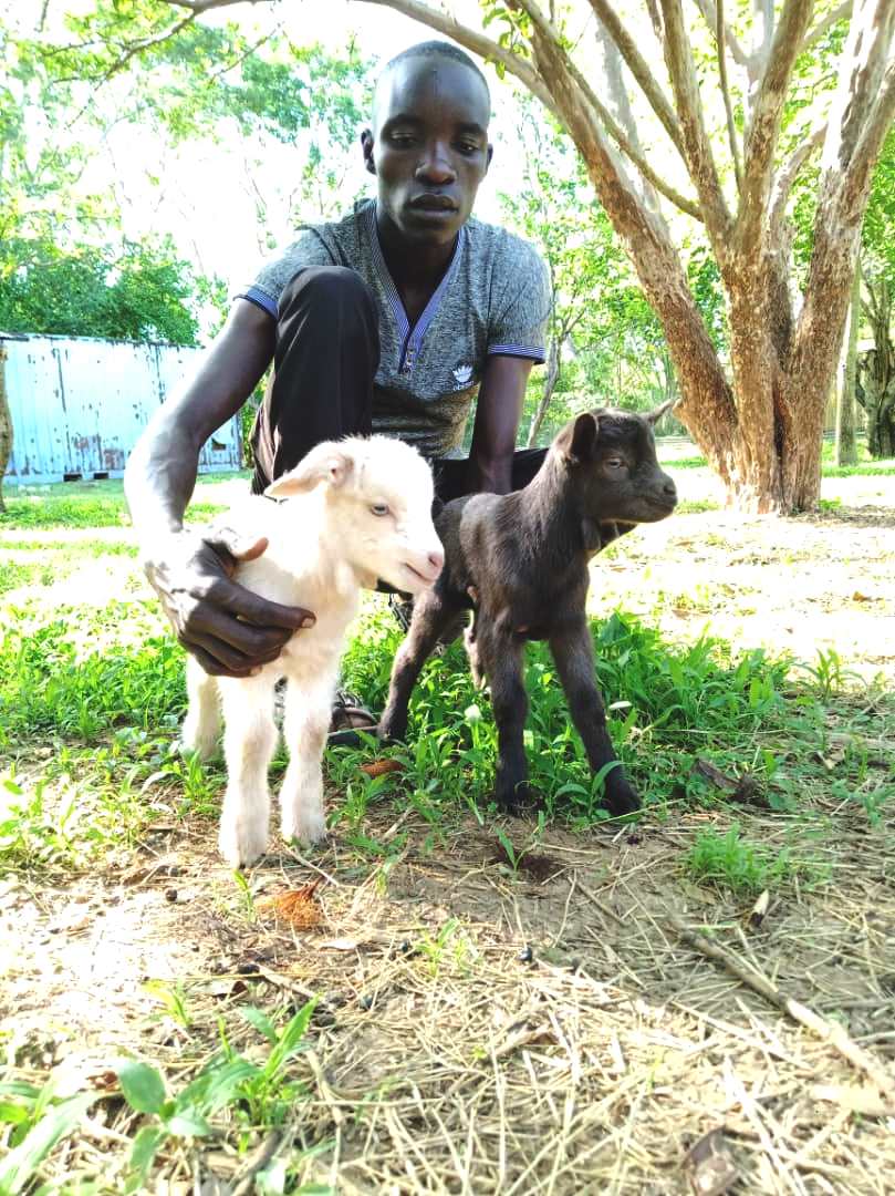 A gentleman holds two baby goats